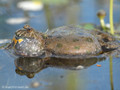 Rotbauchunke (Bombina bombina), Männchen rufend - DE (MV)