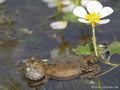 Rotbauchunke (Bombina bombina), Männchen rufend - DE (MV)