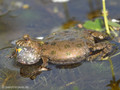 Rotbauchunke (Bombina bombina), Männchen rufend - DE (MV)