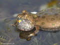 Rotbauchunke (Bombina bombina), Männchen rufend - DE (MV)