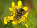 Schwarze Augenfleck-Schwebfliege, Matte Faulschlammschwebfliege (Eristalinus sepulchralis), Weibchen - DE (NI)