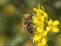 Schwarze Augenfleck-Schwebfliege, Matte Faulschlammschwebfliege (Eristalinus sepulchralis), Weibchen - DE (NI)