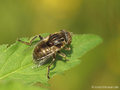 Schwarze Augenfleck-Schwebfliege, Matte Faulschlammschwebfliege (Eristalinus sepulchralis), Weibchen - DE (NI)