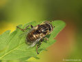 Schwarze Augenfleck-Schwebfliege, Matte Faulschlammschwebfliege (Eristalinus sepulchralis), Weibchen - DE (NI)