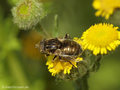Schwarze Augenfleck-Schwebfliege, Matte Faulschlammschwebfliege (Eristalinus sepulchralis), Weibchen - DE (NI)