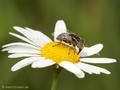 Schwarze Augenfleck-Schwebfliege, Matte Faulschlammschwebfliege (Eristalinus sepulchralis), Weibchen - DE (NI)