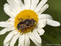 Schwarze Augenfleck-Schwebfliege, Matte Faulschlammschwebfliege (Eristalinus sepulchralis), Weibchen - DE (NI)