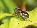 Schwarze Augenfleck-Schwebfliege, Matte Faulschlammschwebfliege (Eristalinus sepulchralis), Weibchen - DE (NI)