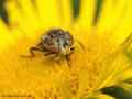 Schwarze Augenfleck-Schwebfliege, Matte Faulschlammschwebfliege (Eristalinus sepulchralis), Weibchen - DE (NI)