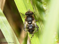 Schwarze Augenfleck-Schwebfliege, Matte Faulschlammschwebfliege (Eristalinus sepulchralis), Männchen - DE (HH)