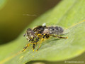 Schwarze Augenfleck-Schwebfliege, Matte Faulschlammschwebfliege (Eristalinus sepulchralis), Männchen - DE (ST)