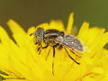 Schwarze Augenfleck-Schwebfliege, Matte Faulschlammschwebfliege (Eristalinus sepulchralis), Weibchen - DE (ST)