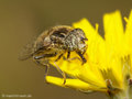 Schwarze Augenfleck-Schwebfliege, Matte Faulschlammschwebfliege (Eristalinus sepulchralis), Weibchen - DE (ST)