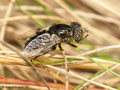 Schwarze Augenfleck-Schwebfliege, Matte Faulschlammschwebfliege (Eristalinus sepulchralis), Weibchen - DE (ST)
