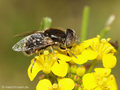 Schwarze Augenfleck-Schwebfliege, Matte Faulschlammschwebfliege (Eristalinus sepulchralis), Männchen - DE (NI)