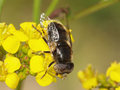 Schwarze Augenfleck-Schwebfliege, Matte Faulschlammschwebfliege (Eristalinus sepulchralis), Männchen - DE (NI)