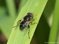 Schwarze Augenfleck-Schwebfliege, Matte Faulschlammschwebfliege (Eristalinus sepulchralis), Weibchen - DE (MV)