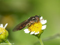 Glänzende Schwarzkopf-Schwebfliege (Melanostoma mellinum), Weibchen - DE (SH)