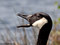 Kanadagans (Branta canadensis) - DE (SH)
