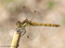 Gemeine Heidelibelle (Sympetrum vulgatum), Weibchen - DE (HH)