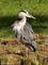 Graureiher (Ardea cinerea) - DE (HH)