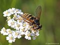 Gelbband-Torfschwebfliege, Große Torf-Schwebfliege (Sericomyia silentis), Weibchen - CH (Obwalden) 