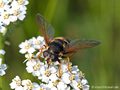 Gelbband-Torfschwebfliege, Große Torf-Schwebfliege (Sericomyia silentis), Weibchen - CH (Obwalden) 