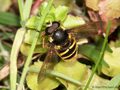 Gelbband-Torfschwebfliege, Große Torf-Schwebfliege (Sericomyia silentis), Männchen - DE (HH)