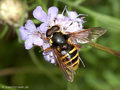 Gelbband-Torfschwebfliege, Große Torf-Schwebfliege (Sericomyia silentis), Männchen - DE (HH)