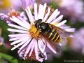 Gelbband-Torfschwebfliege, Große Torf-Schwebfliege (Sericomyia silentis), Weibchen - DE (HH)