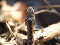 Kreuzotter (Vipera berus), Männchen - DE (HH)