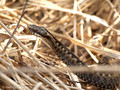 Kreuzotter (Vipera berus) - SE (Hallands län)