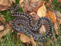 Kreuzotter (Vipera berus), Männchen - SE (Hallands län)