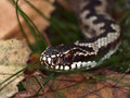 Kreuzotter (Vipera berus), Männchen - SE (Hallands län)