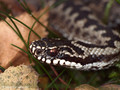 Kreuzotter (Vipera berus), Männchen - SE (Hallands län)