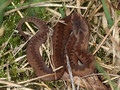 Kreuzotter (Vipera berus), Jungtier - DE (SH)