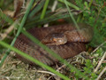 Kreuzotter (Vipera berus), Jungtier - DE (SH)