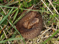 Kreuzotter (Vipera berus), Jungtier - DE (SH)