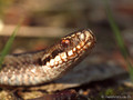 Kreuzotter (Vipera berus), Weibchen - DE (SH)