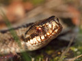 Kreuzotter (Vipera berus), Weibchen - DE (SH)