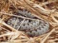 Kreuzotter (Vipera berus), Männchen - DE (SH)