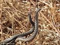Kreuzotter (Vipera berus), zwei Männchen - Kommentkampf - DE (SH)