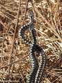 Kreuzotter (Vipera berus), zwei Männchen - Kommentkampf - DE (SH)