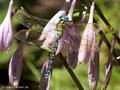 Grüne Mosaikjungfer (Aeshna viridis), Männchen - DE (HH)
