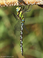 Blaugrüne Mosaikjungfer (Aeshna cyanea), Männchen - DE (SH)