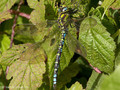 Blaugrüne Mosaikjungfer (Aeshna cyanea), Männchen - DE (MV)