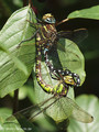 Blaugrüne Mosaikjungfer (Aeshna cyanea), Weibchen - Fehlpaarung mit einem Männchen der Torf-Mosaikjungfer (Aeshna juncea) - DE (SH)