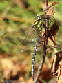 Blaugrüne Mosaikjungfer (Aeshna cyanea), Männchen - DE (SH)