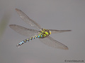 Blaugrüne Mosaikjungfer (Aeshna cyanea), Männchen - DE (NI)