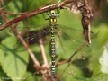 Blaugrüne Mosaikjungfer (Aeshna cyanea), Männchen - DE (SH)